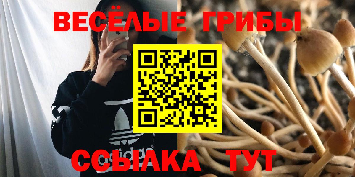 Псилоцибиновые грибы Psilocybe Армавир